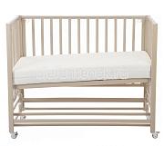 Mr Sandman Миртус Myrtus